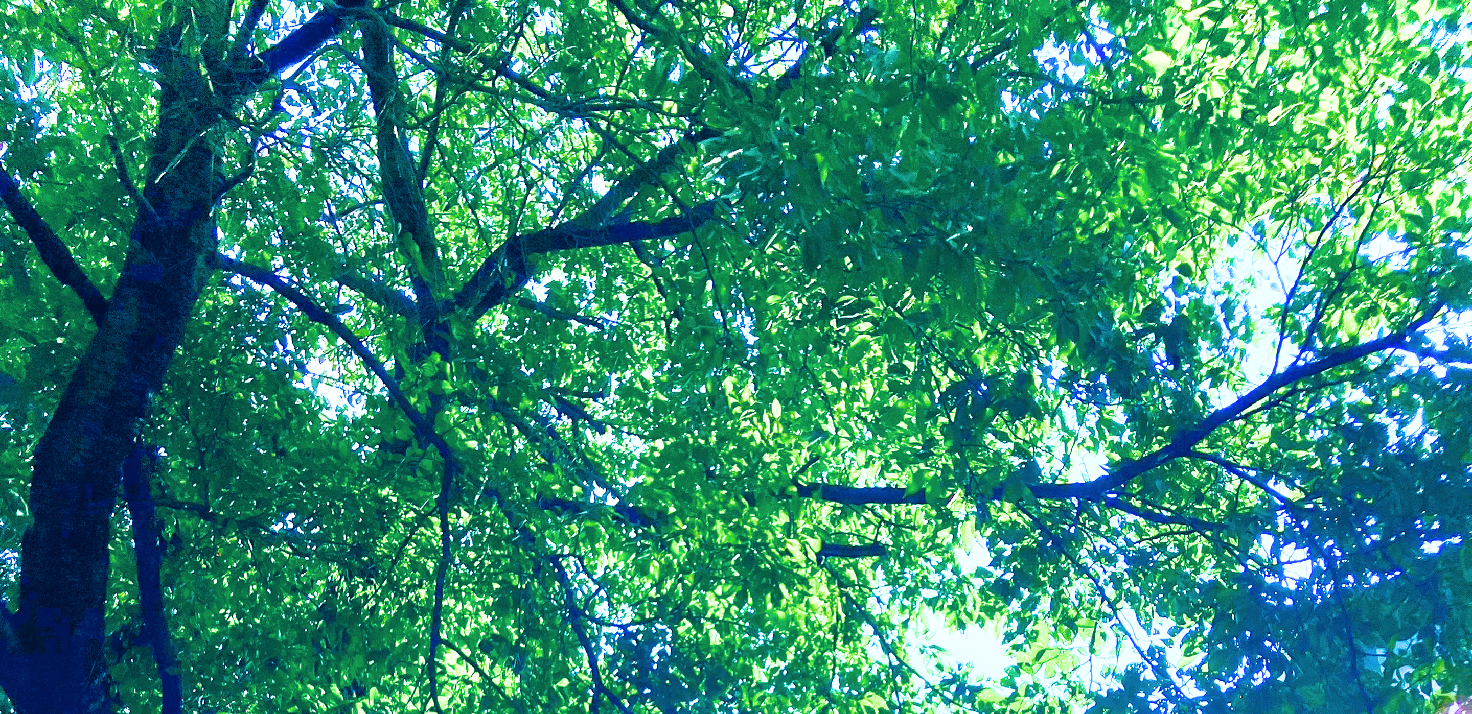 ファーストビューみどり